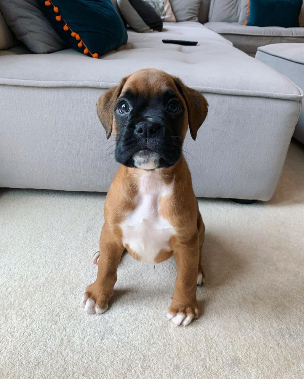 Boxer Puppy MAX 2