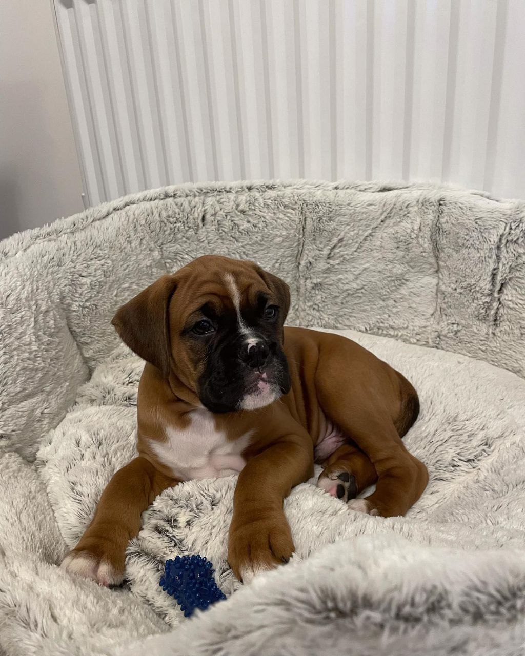 Boxer Puppy Bella 2