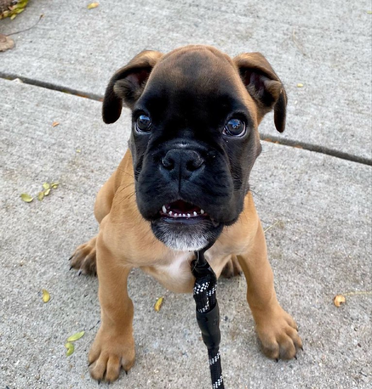 Boxer Puppy Sassy 2