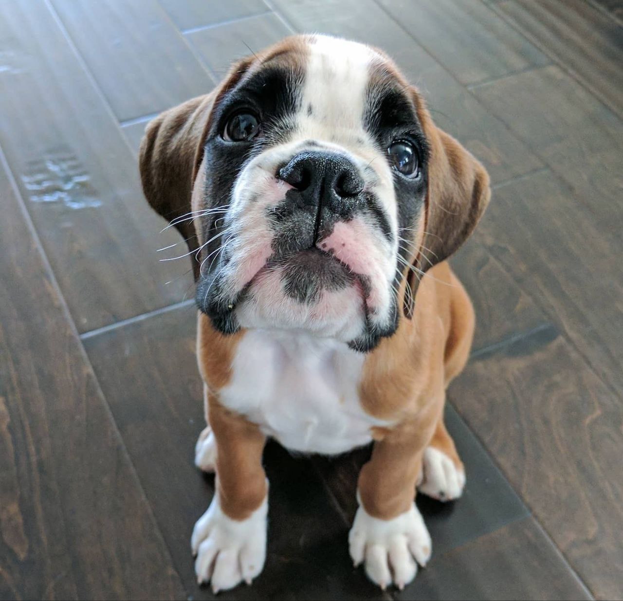 Boxer Puppy Mac
